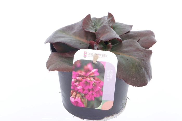 <h4>Bergenia cordifolia</h4>