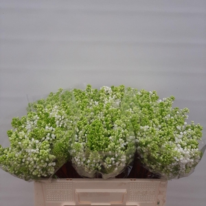 SYR V MME FL STEPMAN