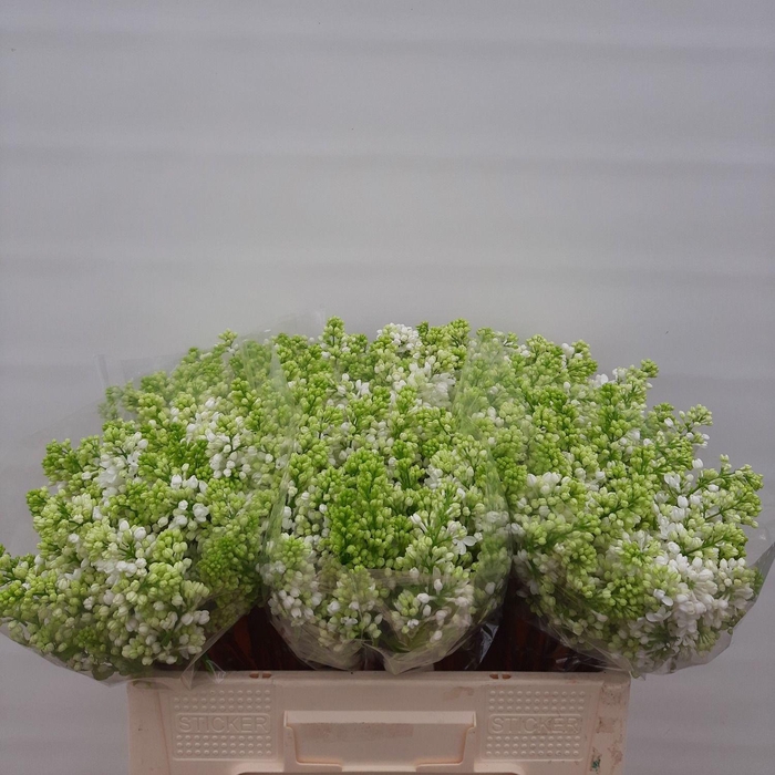 <h4>SYR V MME FL STEPMAN</h4>