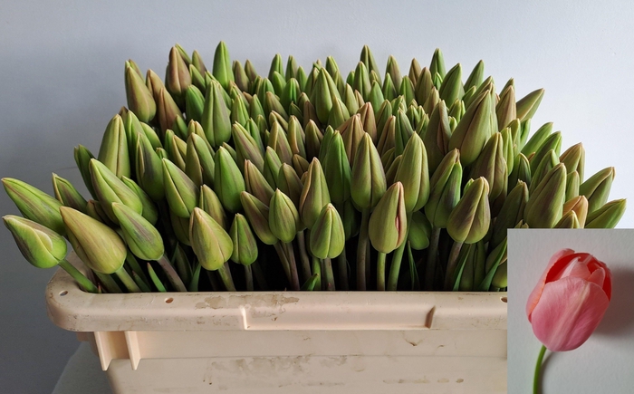 <h4>TU EN MENTON</h4>