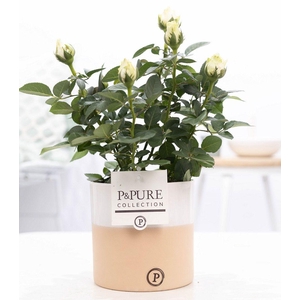 Rosa white in P&PURE Rosy ceramics