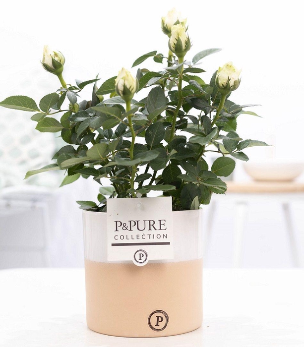 <h4>Rosa white in P&PURE Rosy ceramics</h4>