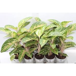 AGLAONEMA COCOMELON P12