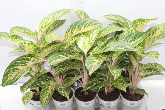 <h4>AGLAONEMA COCOMELON P12</h4>