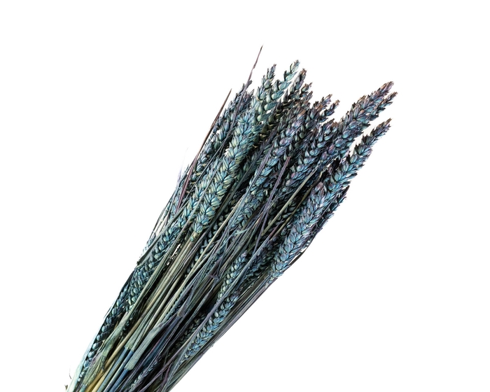 Tarwe Blue Dark