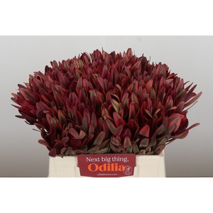 Leucadendron Jester