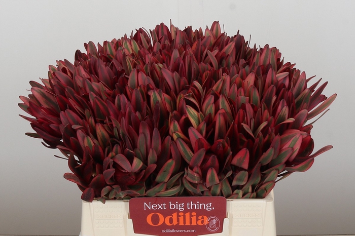 <h4>Leucadendron Jester</h4>