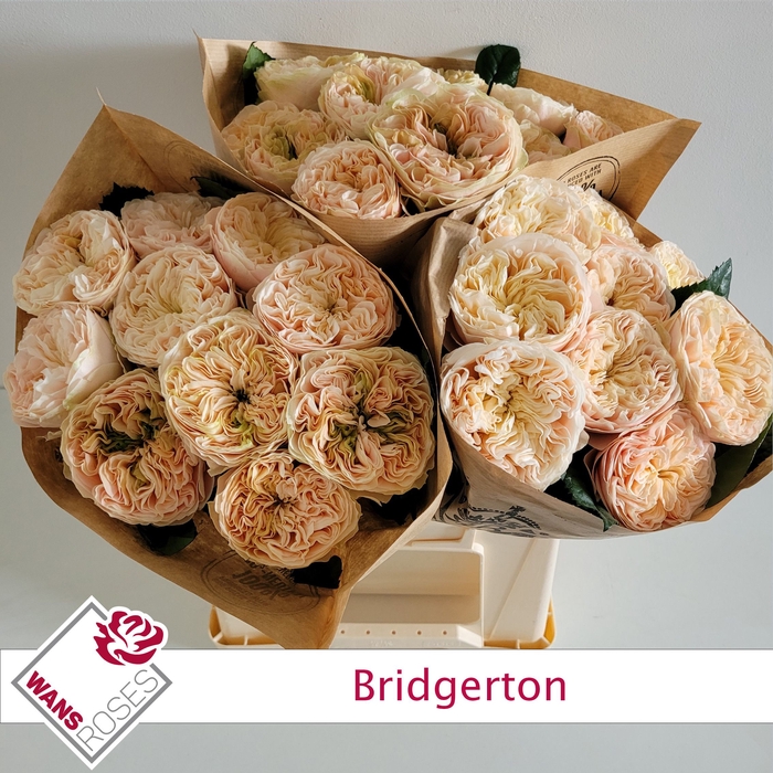 <h4>R GR BRIDGERTON</h4>