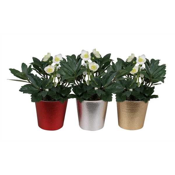 <h4>Helleborus niger 'Christmas Carol'</h4>