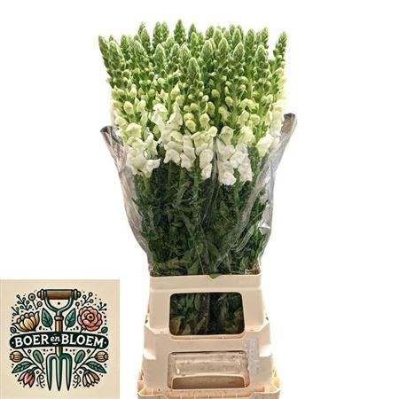 <h4>Antir Poto Earl Whit</h4>