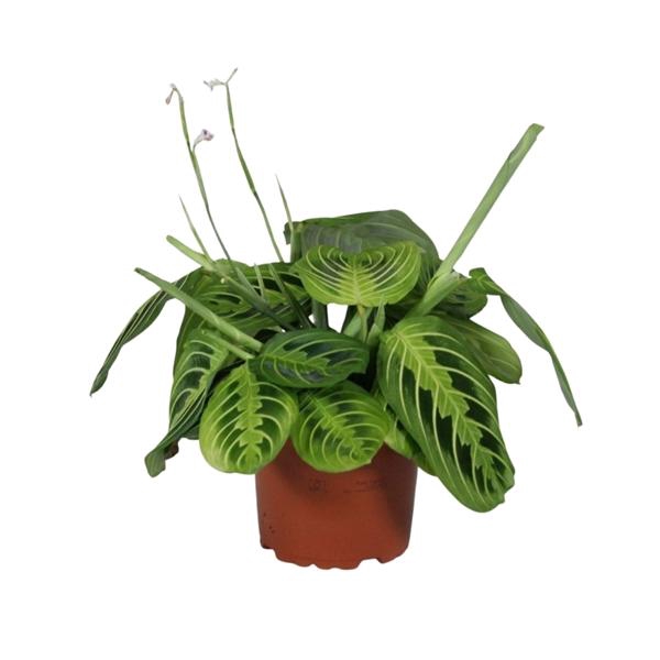<h4>Maranta leuconeura overig</h4>