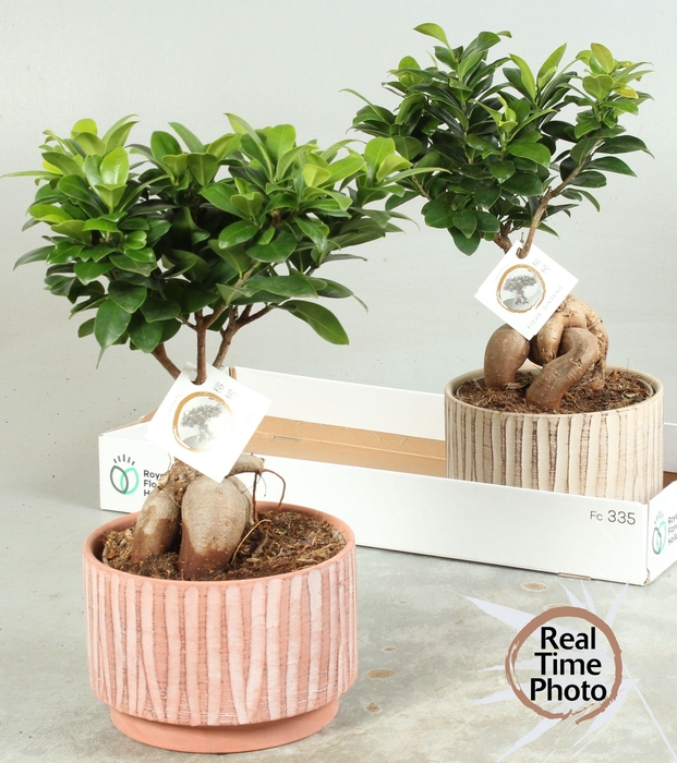 <h4>FIC MI GINSENG</h4>