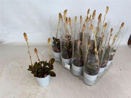 <h4>Lud Discolor 3+</h4>