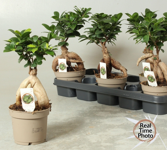 <h4>Fic Mi Ginseng</h4>