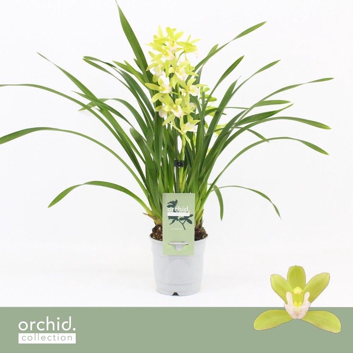 <h4>Cymbidium, Mint Source 1-spike 'Orchid Collection'</h4>
