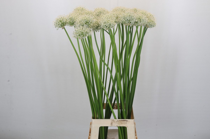 <h4>Allium Mount Everest</h4>