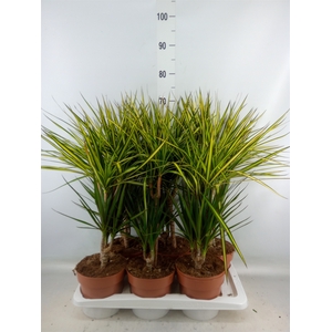 Dracaena   ...mix