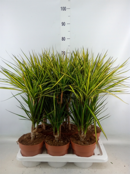 <h4>Dracaena   ...mix</h4>