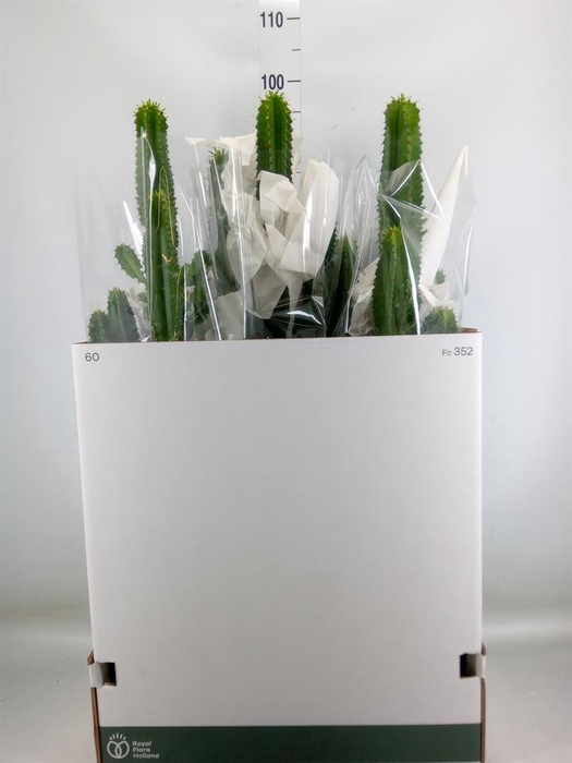 <h4>Euphorbia ingens</h4>