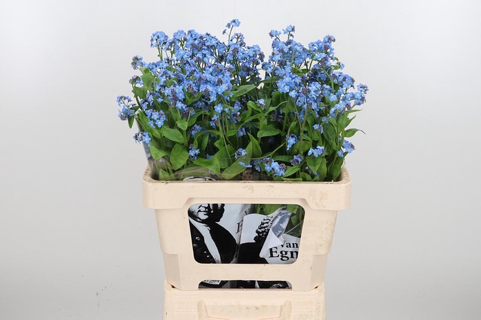 <h4>Myos Al Blue Memory</h4>