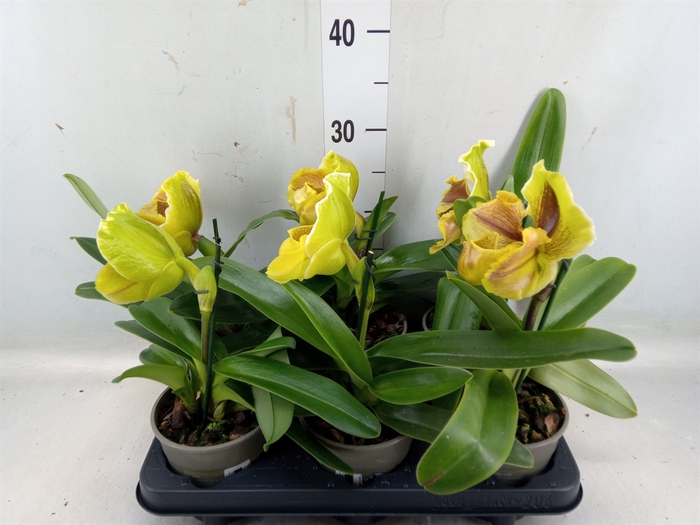 <h4>Paphiopedilum american hybride mix</h4>