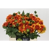 Dahlia American Sunset