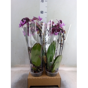 Phalaenopsis  'Elegant Cascade'