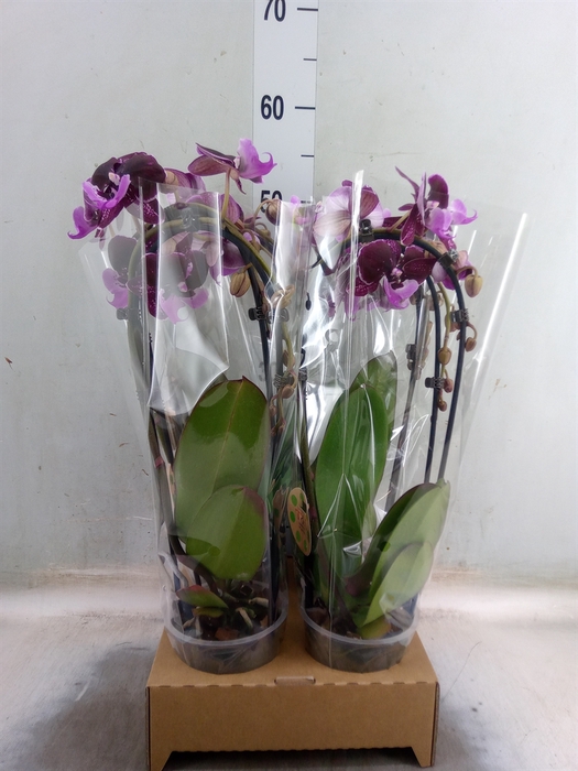 <h4>Phalaenopsis  'Elegant Cascade'</h4>