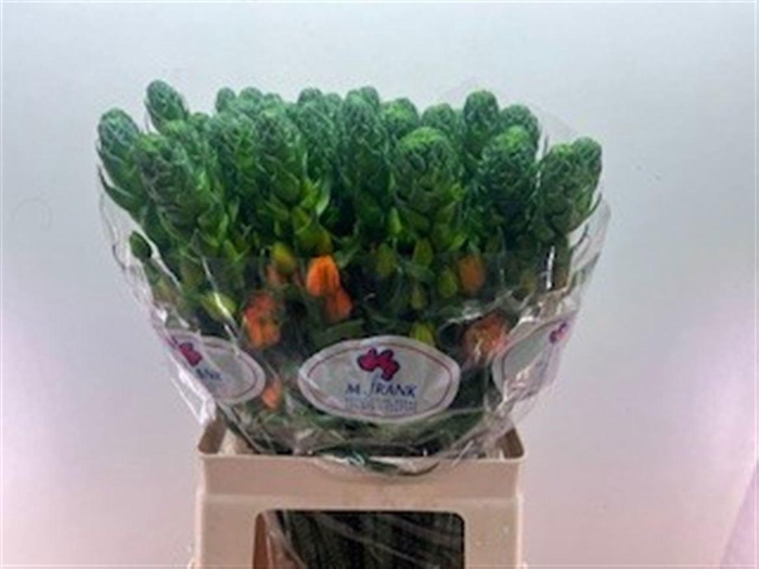 <h4>ORNIT DB SUPER STAR</h4>