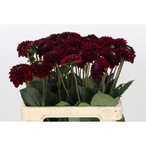 Dahlia Black Fox