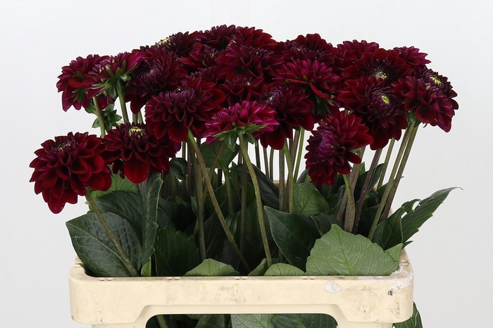 <h4>Dahlia Black Fox</h4>
