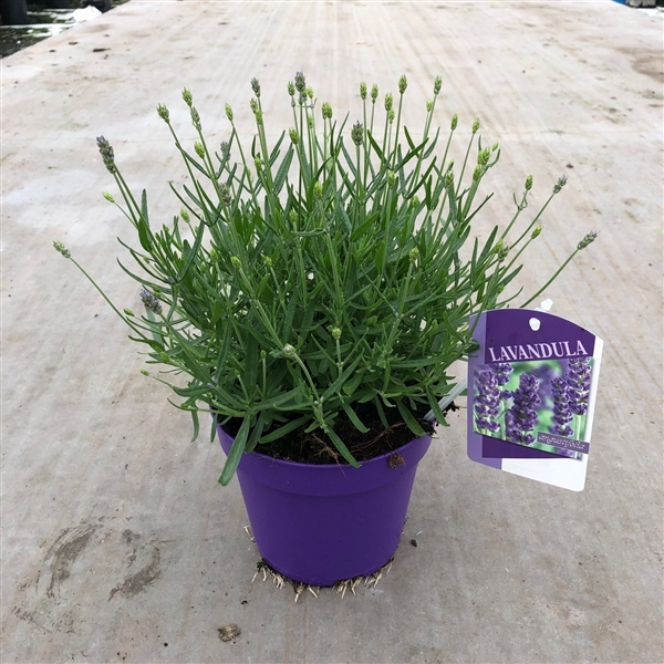 Lavandula angustifolia 'Essence Purple'