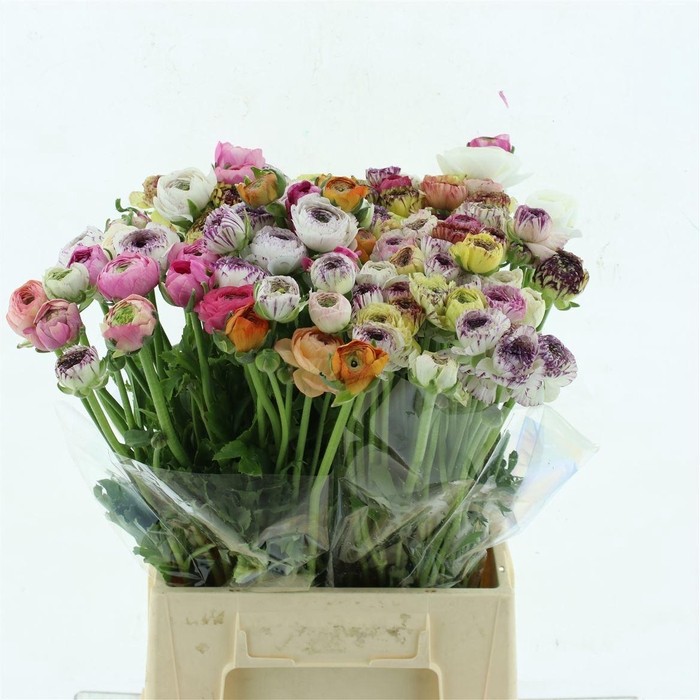 <h4>Ran El Cappuccino</h4>