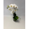 Phalaenopsis Grand Dessert 12Ø 40cm 3 tak