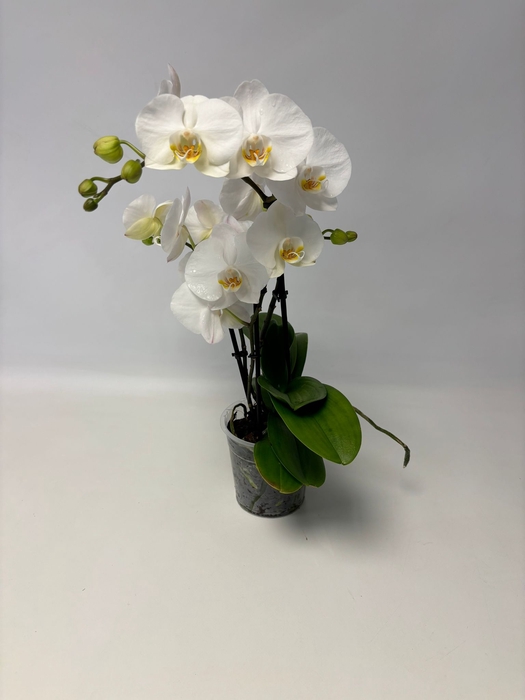 Phalaenopsis Grand Dessert 12Ø 40cm 3 tak