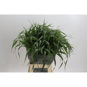 PANICUM VIRGATUM 'FOUNTAIN'