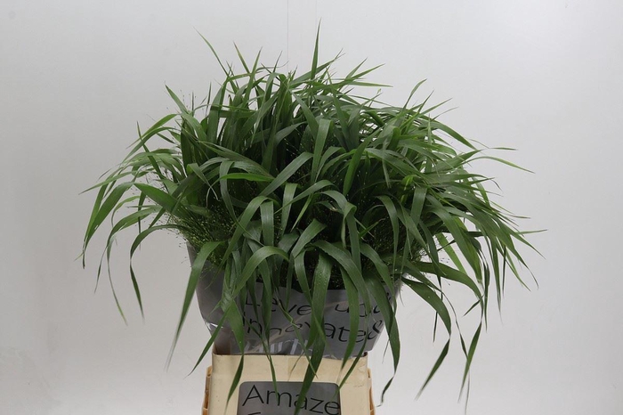 <h4>PANICUM VIRGATUM 'FOUNTAIN'</h4>