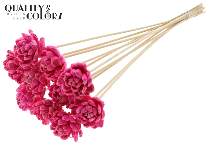 <h4>Shola New Beauty Rose 6cm on stem Wax Cerise</h4>