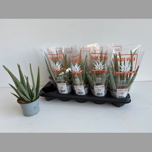 ALOE VERA