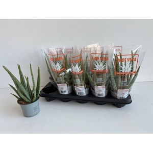 ALOE VERA