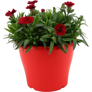 Hello Spring Dianthus Oscar in 19 cm Terras pot Rood