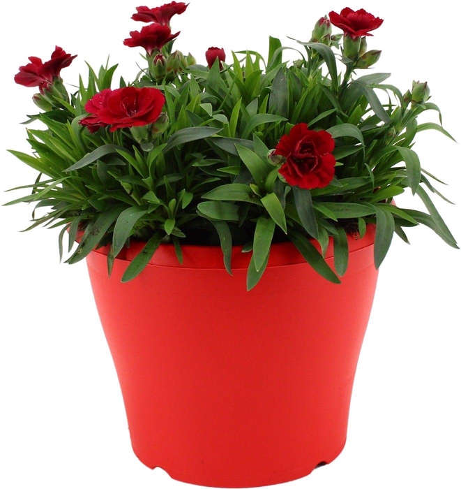 <h4>Hello Spring Dianthus Oscar in 19 cm Terras pot Rood</h4>