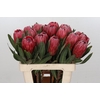 Protea Red Ice