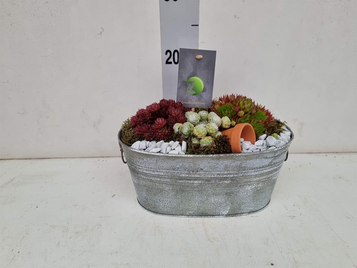 <h4>Arr.  Sempervivum L%</h4>