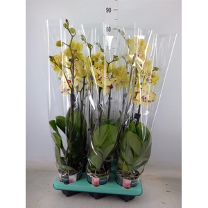 Phalaenopsis multi.   ...