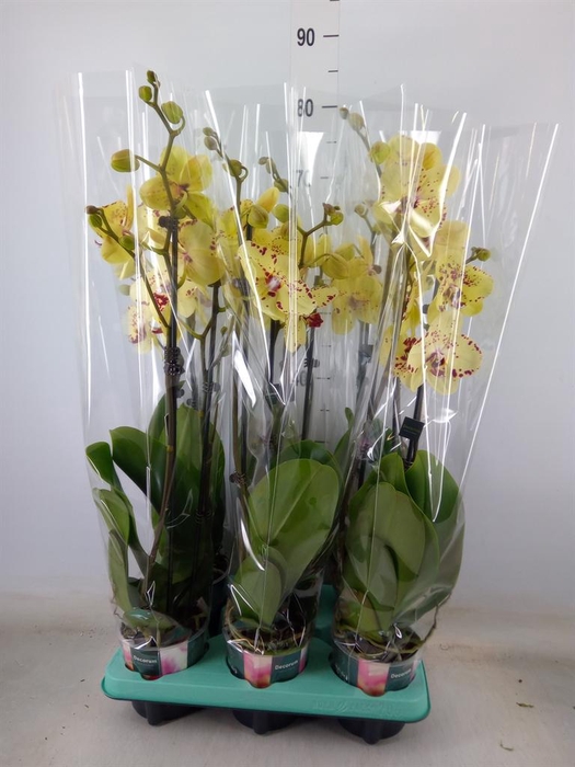 <h4>Phalaenopsis multi. ...</h4>