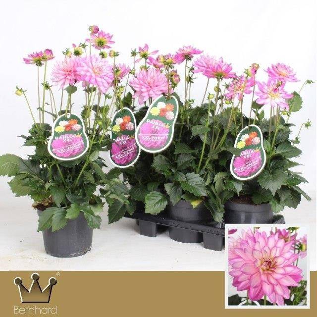 <h4>DAHLIA XXL VERACRUZ P19</h4>