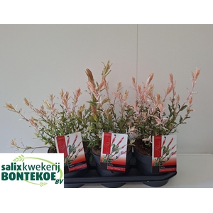 SALIX IN FLAMINGO