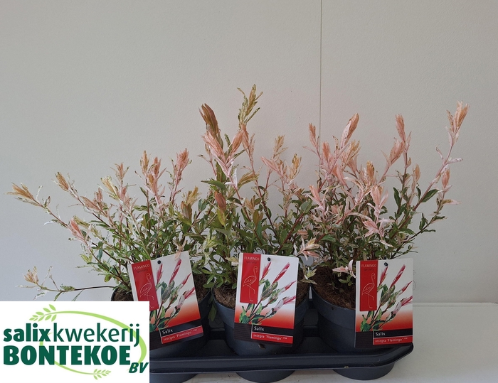 <h4>SALIX IN FLAMINGO</h4>