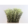 Salix Wilgenkatjes Purple Fresh 70cm Pst